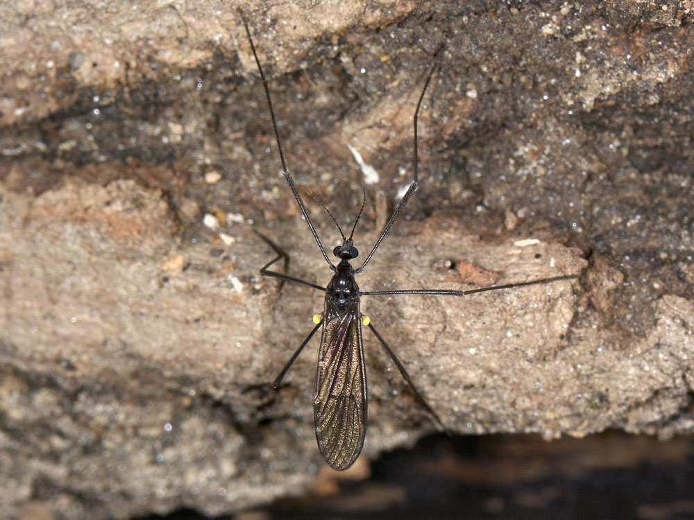 Limoniidae: Gnophomyia sp.